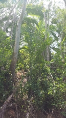 Dypsis madagascariensis