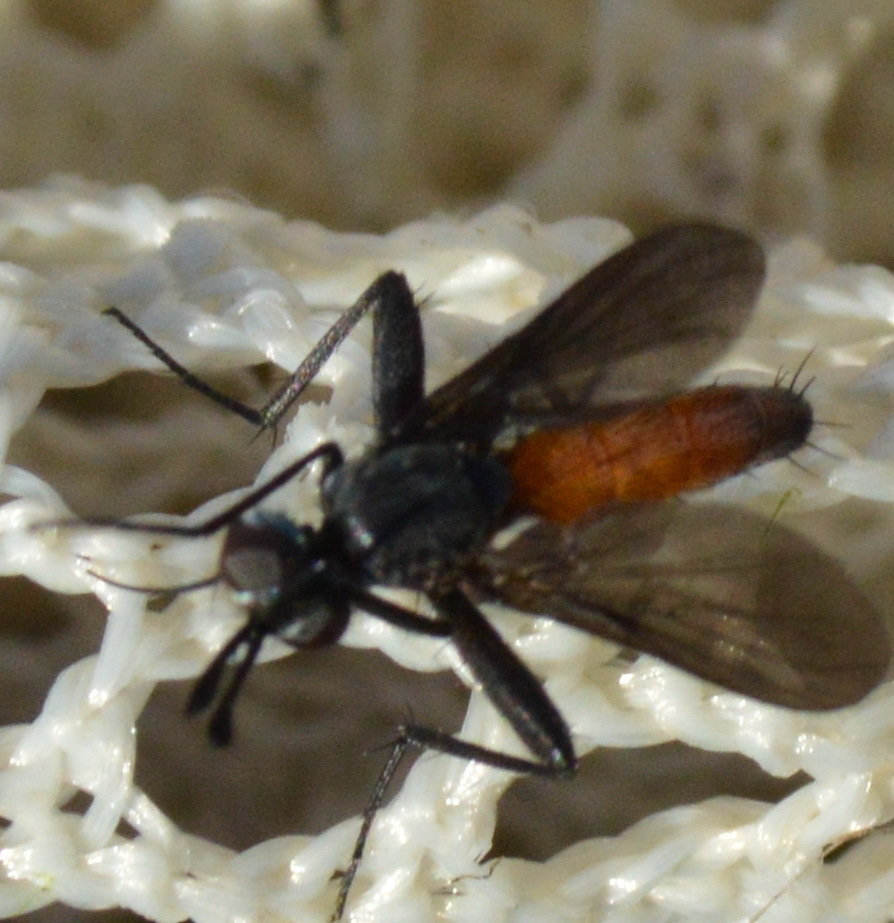 Epigrimyiini
