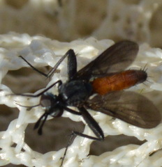 Beskia aelops