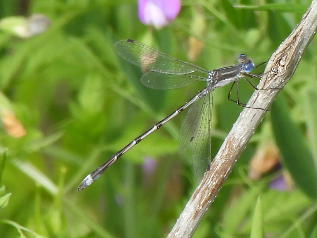 southern spreadwing