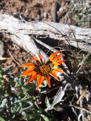 Gazania lanata