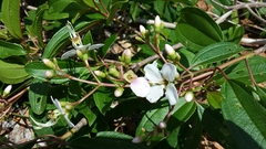 Dichaetanthera