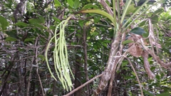 Dypsis faneva