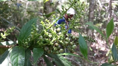 Bertiera longithyrsa