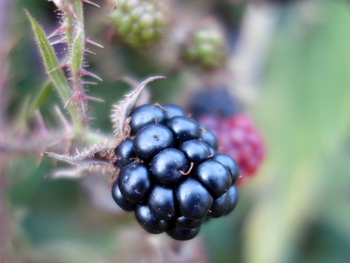 Creeping Rubus