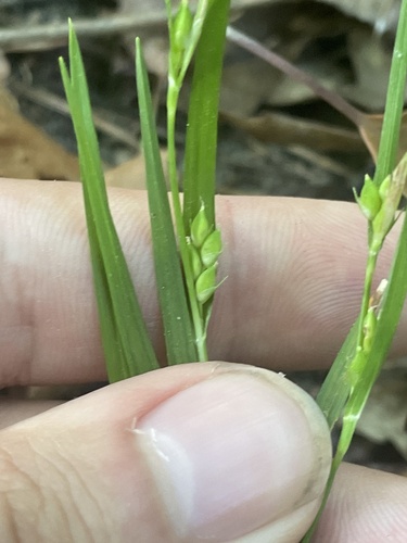 Calcium-hating Sedge (Carex calcifugens)