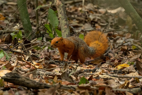 Red Bush Squirrel