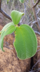 Dichaetanthera