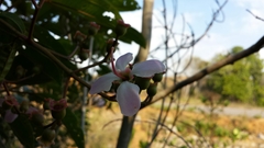 Dichaetanthera