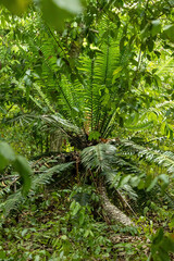 Encephalartos hildebrandtii, photograph (c) Thibaud Aronson, some rights reserved (CC BY-SA)