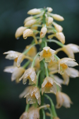 Calanthe formosana