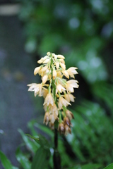 Calanthe formosana