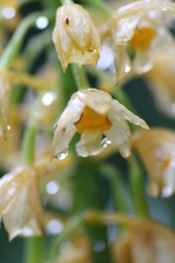Calanthe formosana
