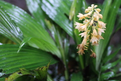 Calanthe formosana