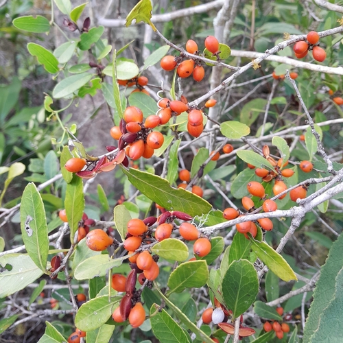 Maytenus cassineformis (Maytenus cassineformis)