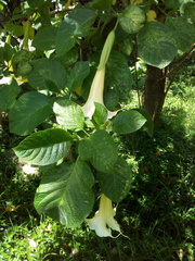 Brugmansia arborea