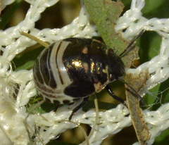 Orsilochides stictica