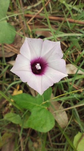 Image of Ipomoea grandifolia by no rights reserved