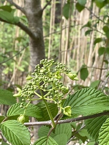 Viburnum plicatum