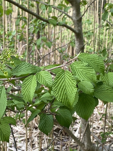 Viburnum plicatum