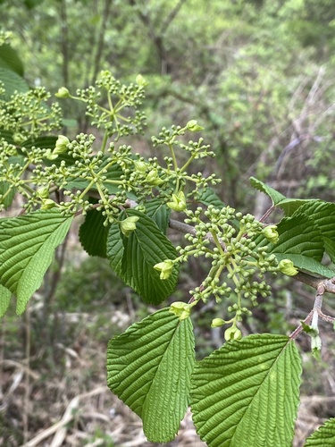 Viburnum plicatum