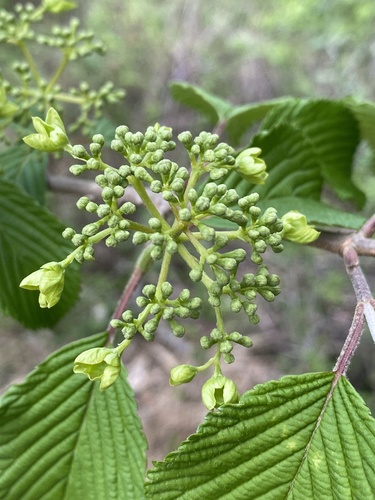 Viburnum plicatum