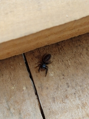 Dendryphantes mordax