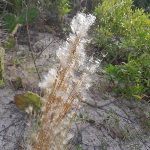 Image of Bicornis Grass (Anatherum bicorne) by (c) Daniel Dias, some rights reserved (CC BY-SA)