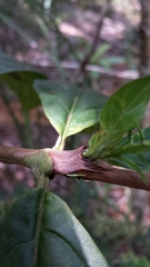 Bertiera longithyrsa