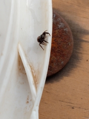 Dendryphantes mordax