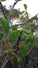 Dichaetanthera