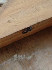 Dendryphantes mordax