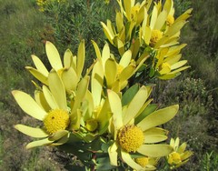 Leucadendron elimense vyeboomense