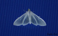 Palpita flegia