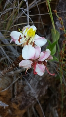 Dichaetanthera