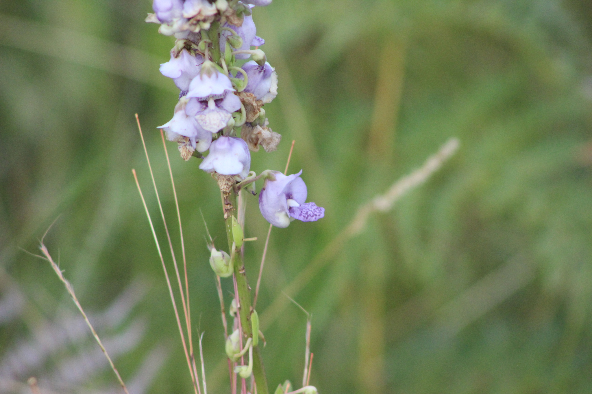 Angelonia integerrima