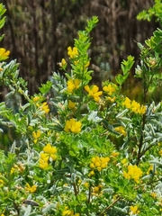 Genista maderensis image