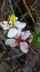 Dichaetanthera