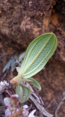 Dichaetanthera