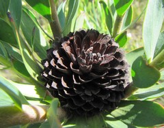 Leucadendron elimense vyeboomense