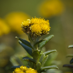 Helichrysum witbergense