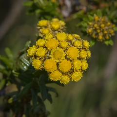 Helichrysum witbergense