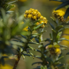 Helichrysum witbergense