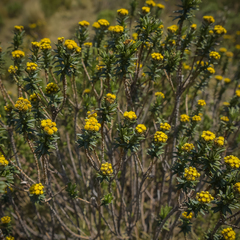 Helichrysum witbergense