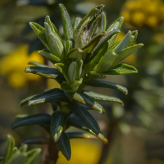Helichrysum witbergense