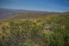 Helichrysum witbergense