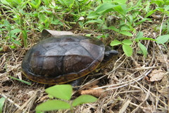Claudius angustatus