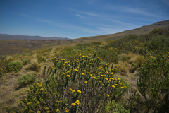Helichrysum witbergense