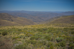 Helichrysum witbergense