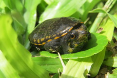 Claudius angustatus